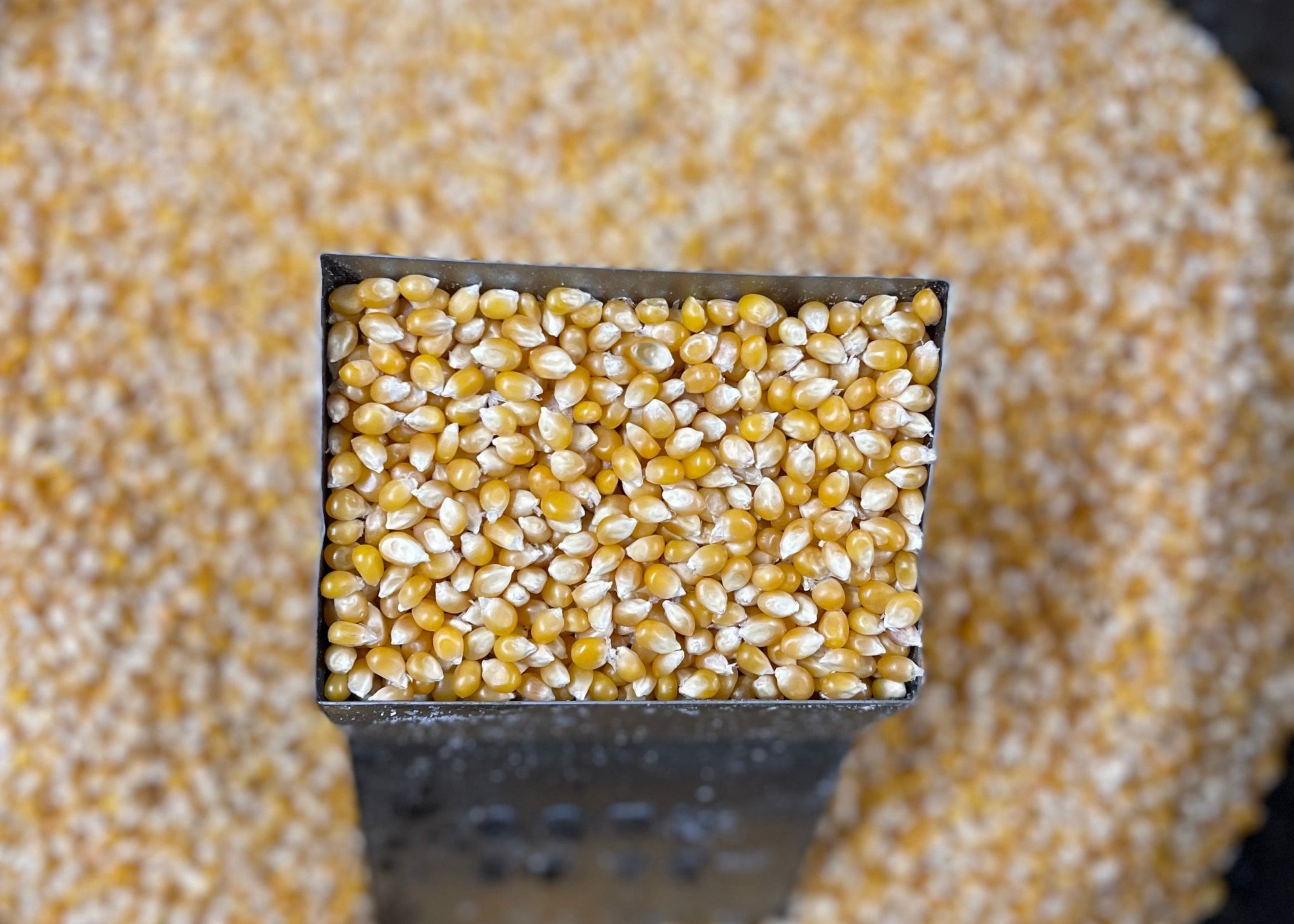 Popcorn Kernels